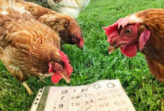 Check Out the Chickens